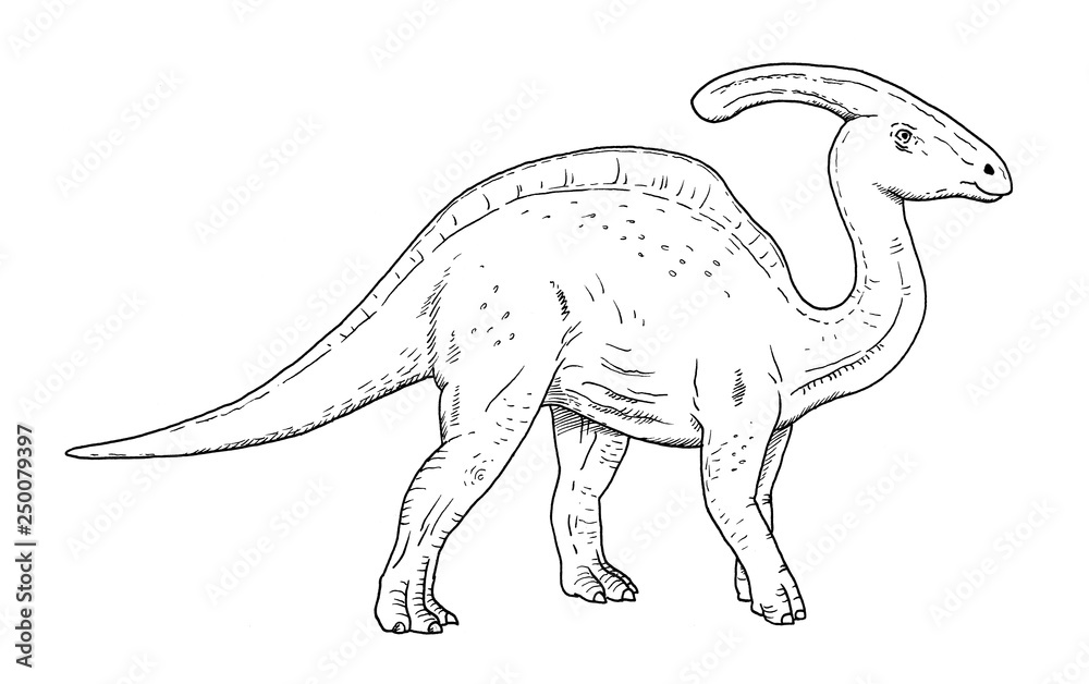 Drawing of dinosaur - hand sketch of parasaurolophus, black and white illustration Drawing of dinosaur - hand sketch of parasaurolophus, black and white illustration
