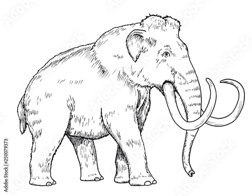 Drawing of mammoth - hand sketch of Mammuthus primigenius, black and white illustration