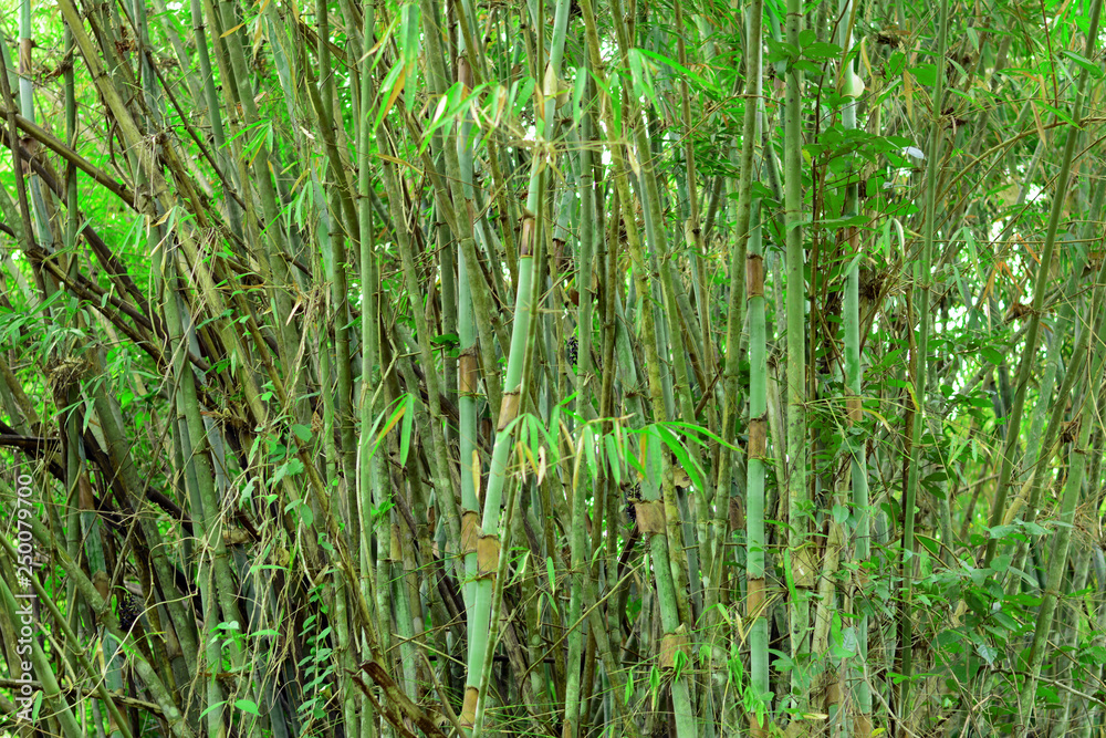 Obraz premium the green clump of wide bambooin the forest