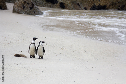 Two cute African penguins Spheniscus demersus on Boulders Beach near Cape Town South Africa on the sand looking to the ocean.