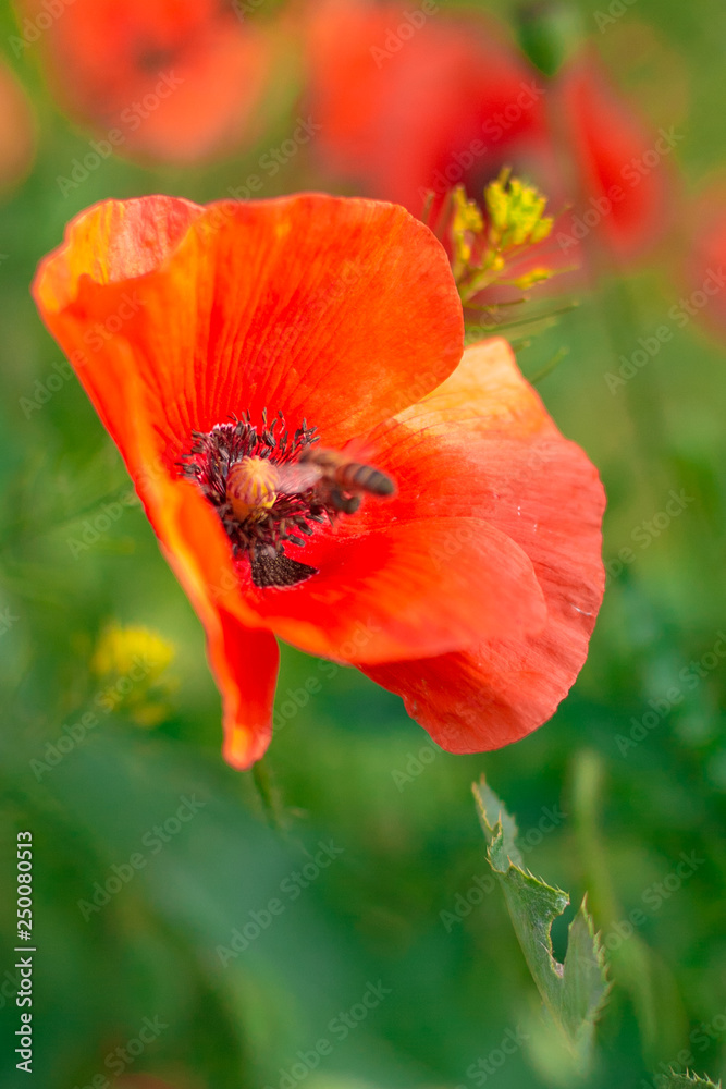 beautiful poppy flowers in the field in spring, macro , toning beautiful poppy flowers in the field in spring, macro , toning