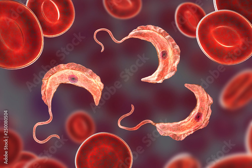 Trypanosoma brucei parasites, 3D illustration. A protozoan that is transmitted by tse-tse fly and causes African sleeping sickness photo