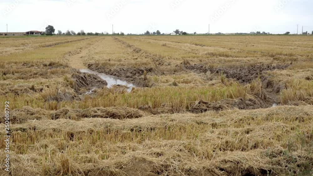 Harvested empty paddy field, with visible marks of tractor and harvesting machine tires, a golden yellow landscape in the Ebro Delta region of Catalonia, Spain. Harvested empty paddy field, with visible marks of tractor and harvesting machine tires, a golden yellow landscape in the Ebro Delta region of Catalonia, Spain.