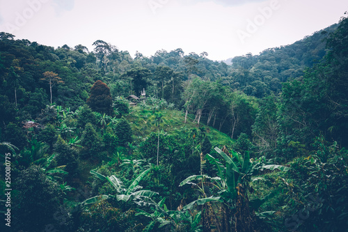 Fototapeta Naklejka Na Ścianę i Meble -  Tropical jungle. Thailand, Southeast Asia. Tropical rainforest. Banana palm trees. Landscape view.