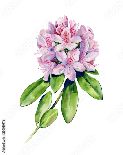 Tropical rhododendron flower watercolor isolated on white. Interior artwork with single pink azalea flower. Exotic plants illustration.