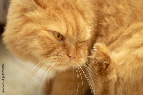 Cutу fluffy Ginger cat with yellow eyes lying on bed. Close up Red cat.