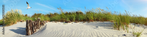 Baltic Sea Beach Dunes with Seagull near Sunset - Panorama © ExQuisine