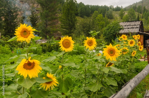 Sunflowers, village of old believers