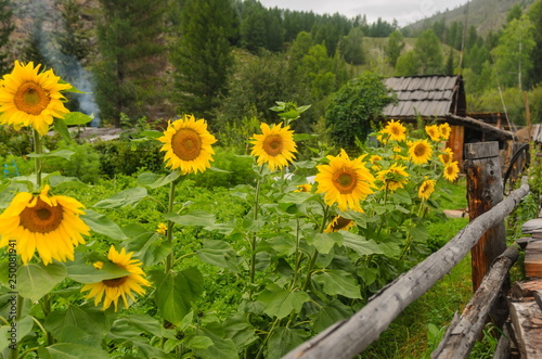 Sunflowers