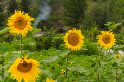 Sunflowers, village of old believers