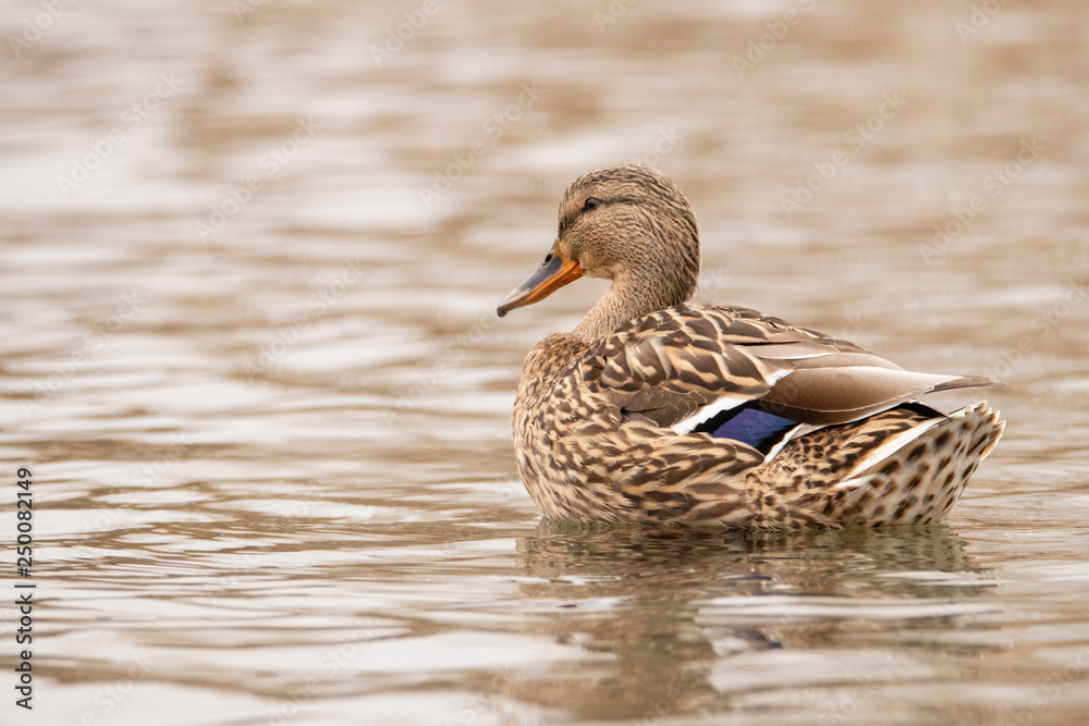 Beautiful female wild duck floating on the river. A strip of blue and white feathers adorns the back of the Mallard. Beautiful female wild duck floating on the river. A strip of blue and white feathers adorns the back of the Mallard.