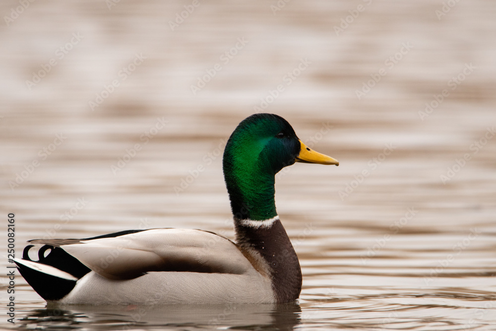 Fototapeta premium Male wild duck with a green head floating on the water. Beautiful and colored feathers on the body.