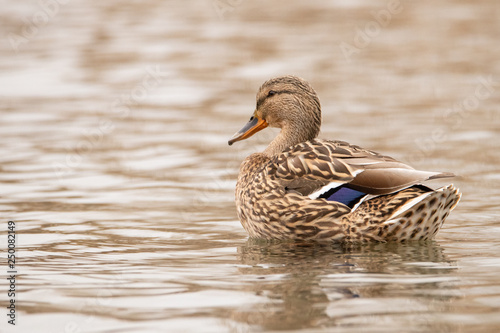 Beautiful female wild duck floating on the river. A strip of blue and white feathers adorns the back of the Mallard.