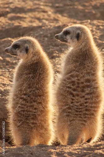 two suricates warm up at burrow © dblumenberg