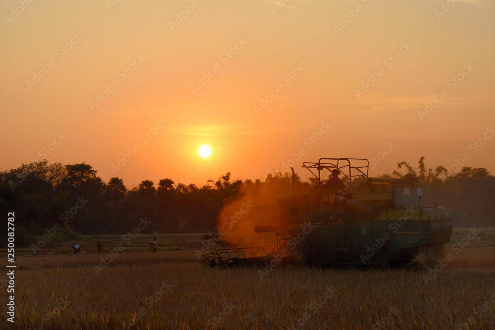 Fototapeta premium Harvester machine working in field on a beautiful evening