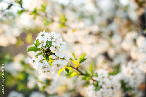 White cherry blossoms in spring sunny day. Cherry blossom flower full blooming in spring season. Spring sunny weather. Easter spring flowering. Cherry tree in white flowers.