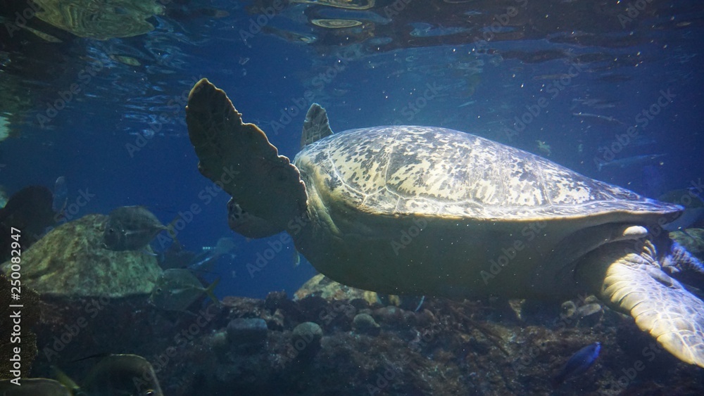 Obraz premium Sea turtle swimming