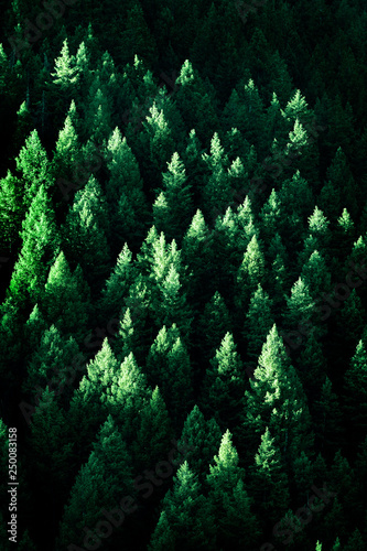 Lush Green Pine Trees Forest Growth with Sunlight