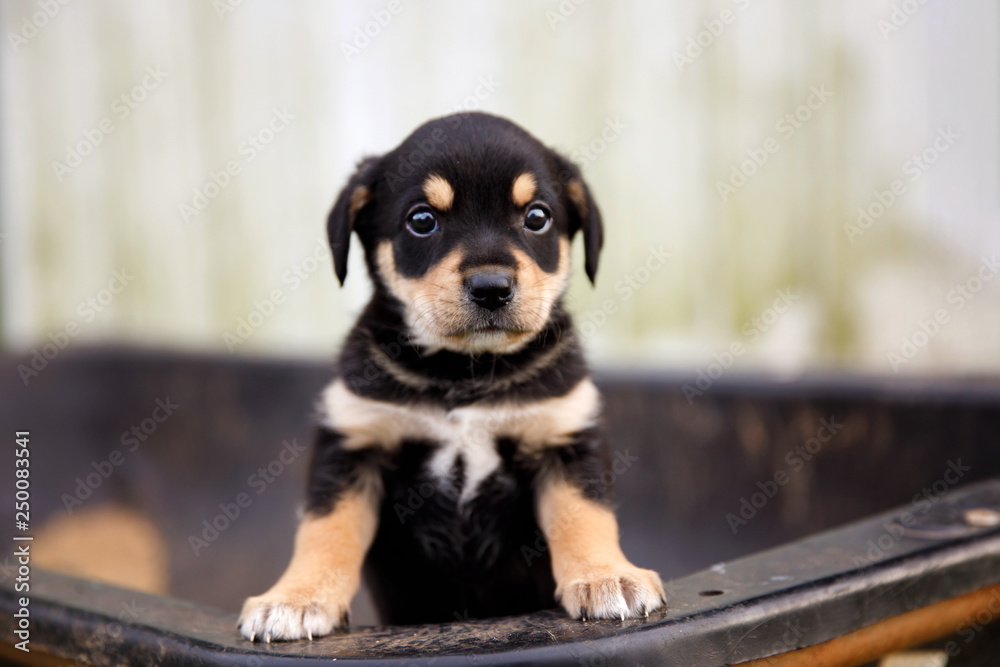 What Is A Runt Puppy