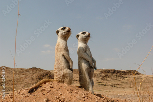 two suricates on outlook looking very watchful