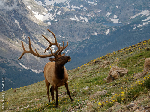 A bull elk stands before the backdrop of Rocky Mountain National Park  Colorado