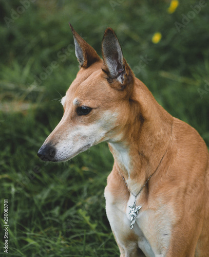 pretty lurcher dog portrait 