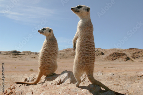 two suricates on outlook looking very watchful 