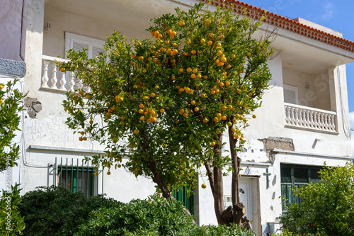 Tree in Santiago del Teide
