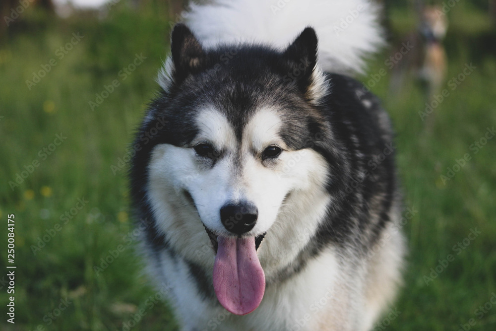 Malamute portrait Malamute portrait
