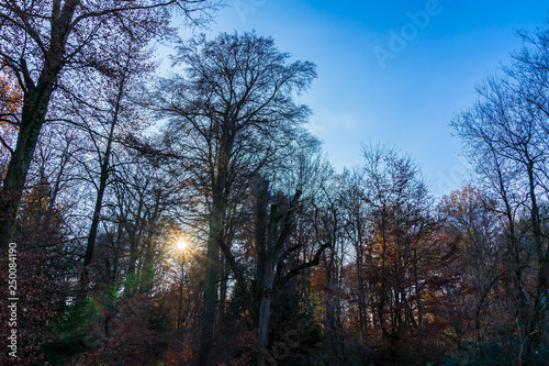 Blue sky and sunrays shining through thicket of autumn forest clearing