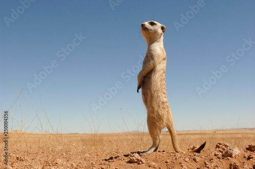 suricate guard standing upright 