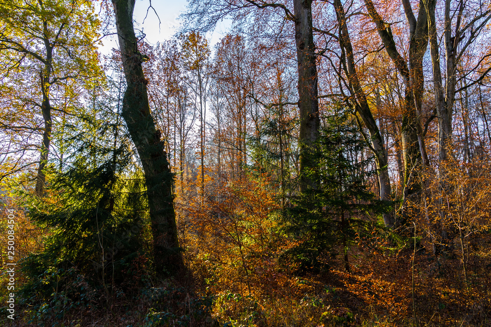 Sun shining through magic thicket of jungle like forest