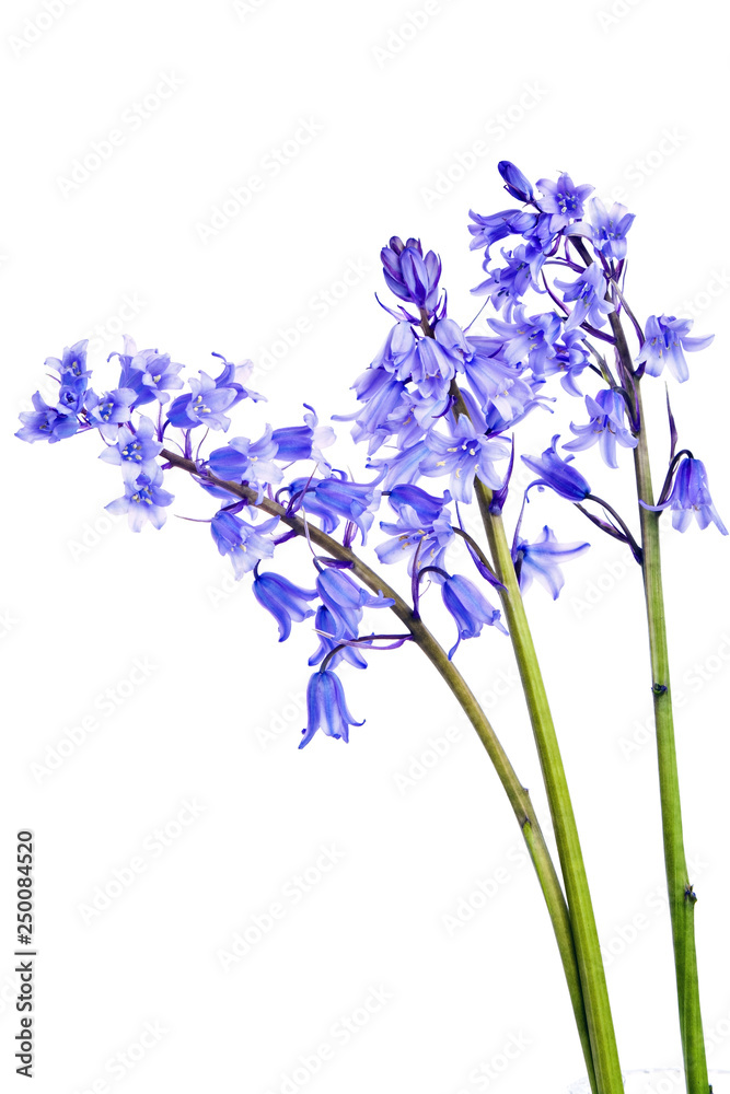 Obraz premium Bluebells