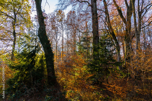 Fototapeta Naklejka Na Ścianę i Meble -  Sun shining through magic thicket of jungle like forest