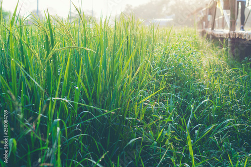Rice fields with good agric...