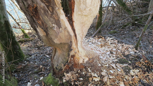 Biberbaum mit Verbiss 