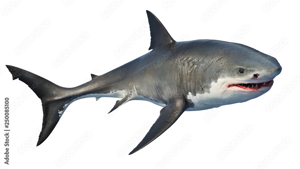 Obraz premium White shark marine predator big. Isolated background. 3D rendering