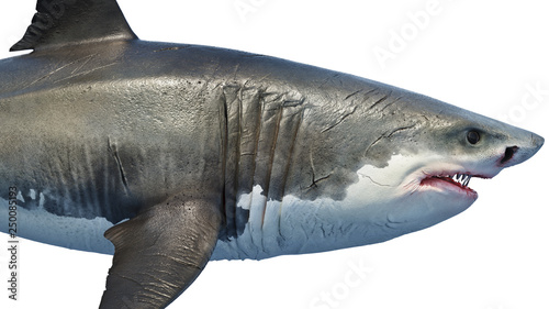 White shark marine predator big, side view, close view. 3D rendering