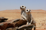 two meerkats standing and looking watchful 