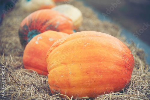 Giant Pumpkin Cultivated fr...