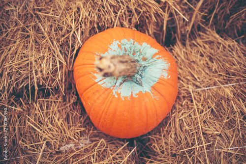 Giant Pumpkin Cultivated fr...