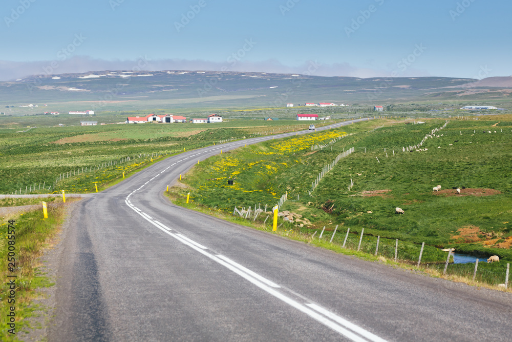 Pleasant countryside landscape, asphalt road, farm houses, grazing sheeps, green grass and yellow flowers on a hill, mountains on background. Rural scenery in Iceland on a sunny summer day