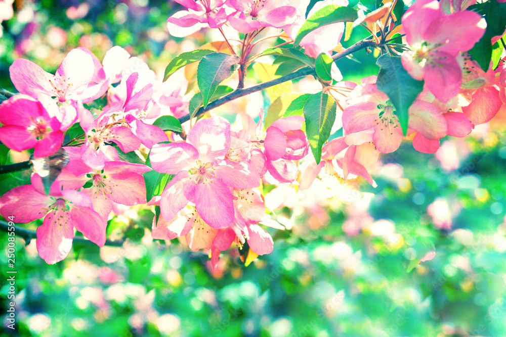 Spring apple or cherry branch with pink flowers and buds. Blooming apple tree detail at blurred green bokeh background