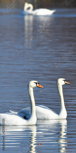 bird swans cygnus olor ratio 1 2