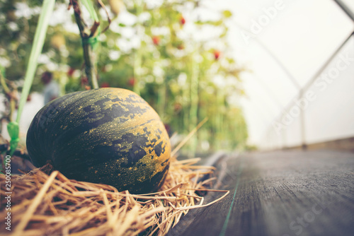 A giant pumpkin sits on the...