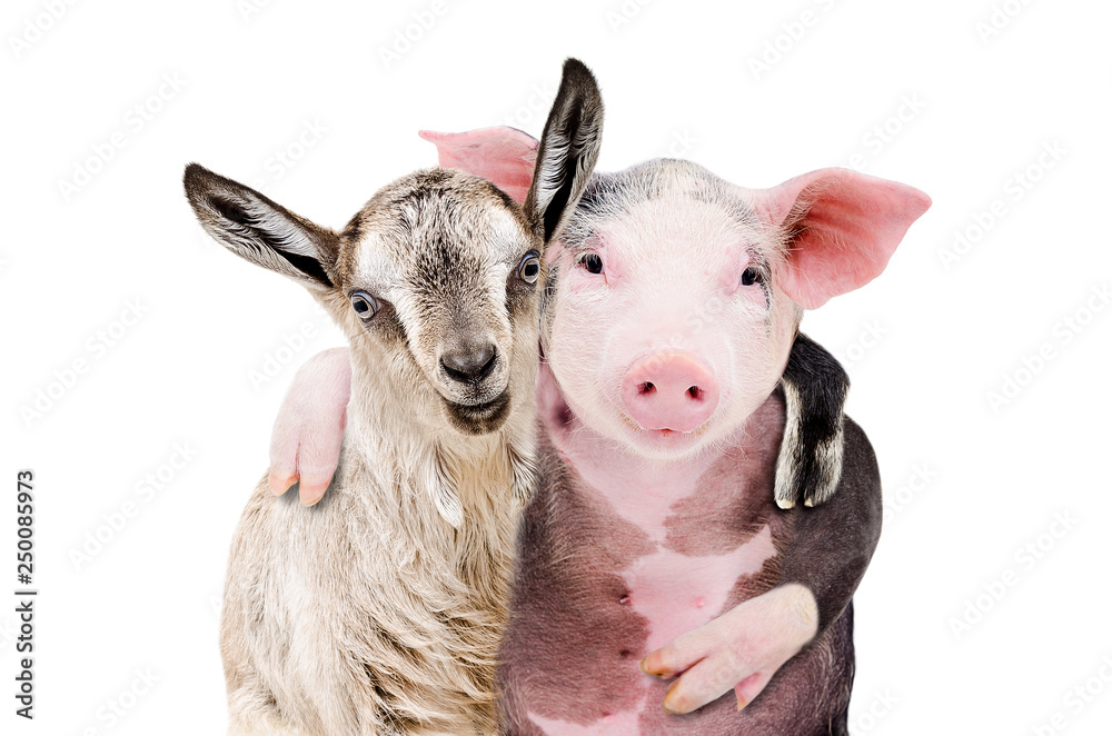 Portrait of a goat and a pig embracing each other isolated on white background Portrait of a goat and a pig embracing each other isolated on white background