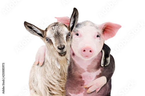Portrait of a goat and a pig embracing each other isolated on white background