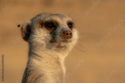portrait of suricate looking watchful