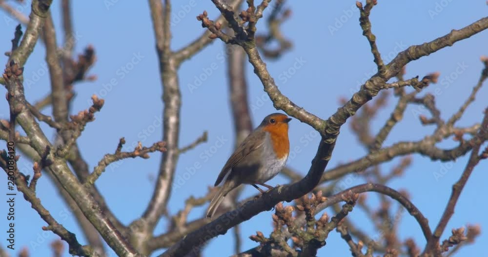 Robin red breast bird perched on shade branch flying away slow motion Robin red breast bird perched on shade branch flying away slow motion