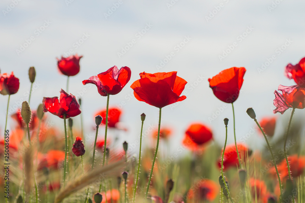Obraz premium red wild poppies